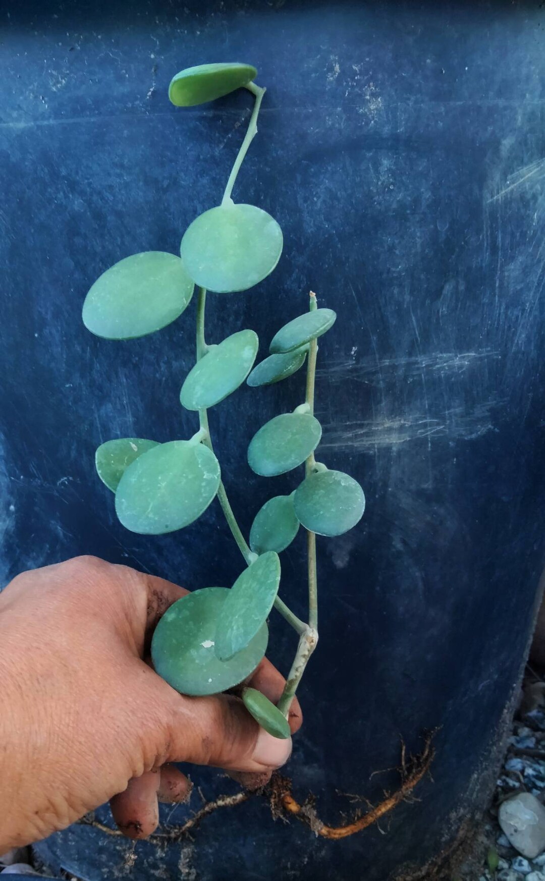 Xerosicyos Danguyi Silver Dollar Plant Dollar Vine Penny Etsy