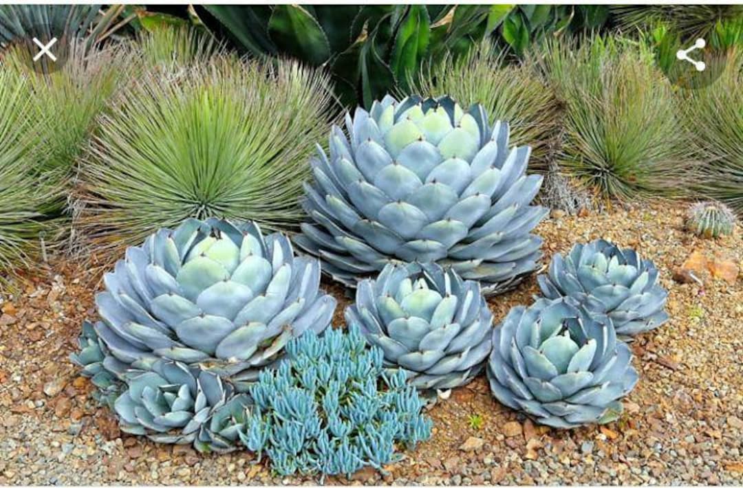 Agave Parryi Truncata, Artichoke Agave, Blue-gray Leaves, Blue