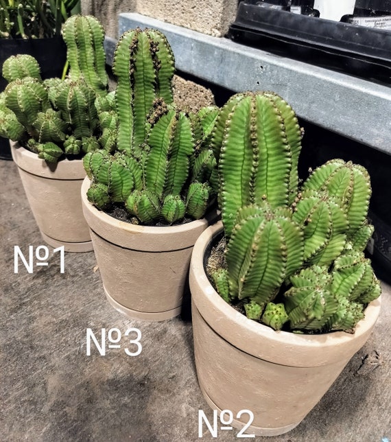 LARGE Euphorbia Polygona Var. Anoplia, Tanzanian Zipper Plant