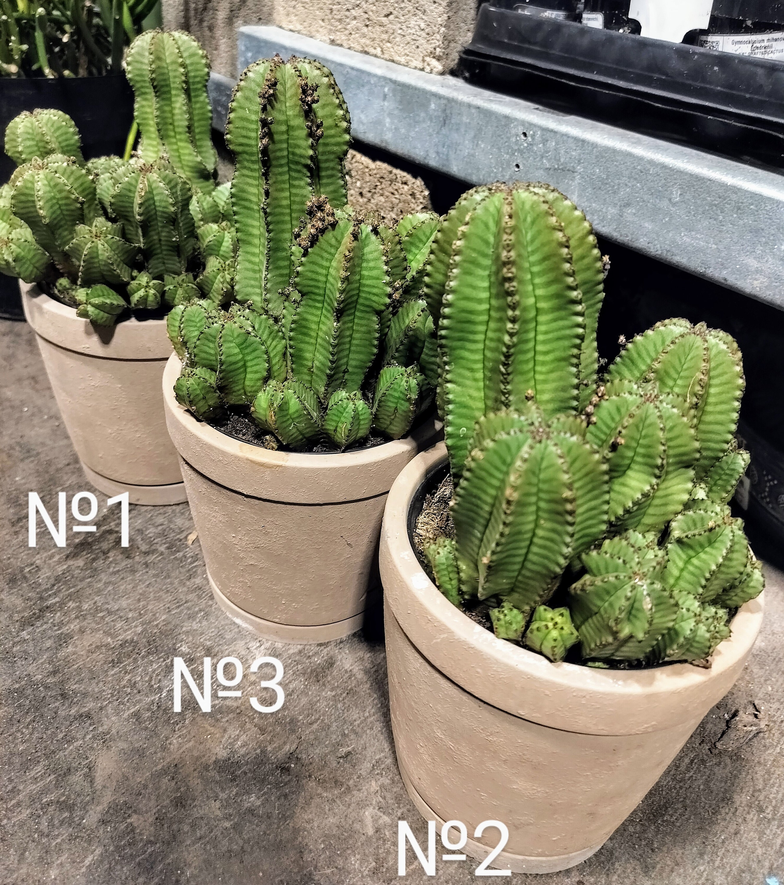 LARGE Euphorbia Polygona Var. Anoplia, Tanzanian Zipper Plant