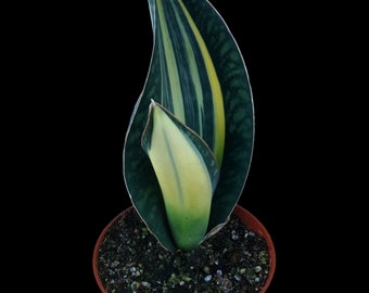 Rare Sansevieria Masoniana Variegated, Whale Fin Snake Plant, wide leaves mother in law's tongue, Mason's Congo. Hardy to 30F.