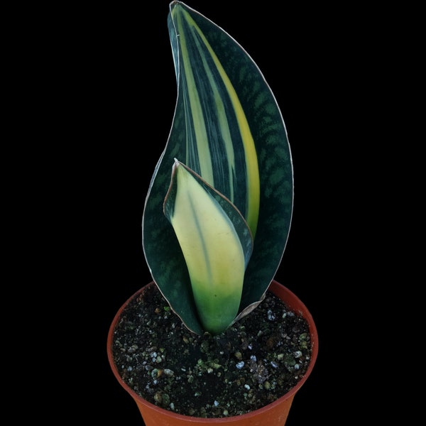 Rare Sansevieria Masoniana Variegated, Whale Fin Snake Plant, wide leaves mother in law's tongue, Mason's Congo. Hardy to 30F.