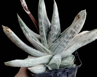 Gasteria Sakura Fuji. Prefers Full Sun, Grows to 6″ tall. USDA Hardiness Zone 10a