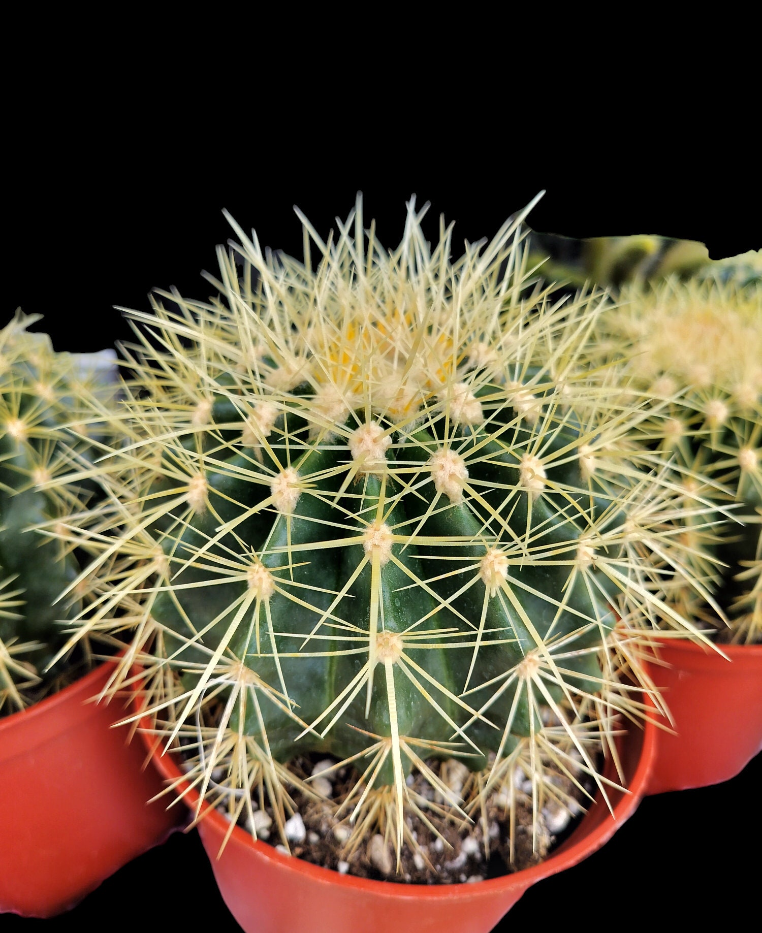 Echinocactus Grusonii Cactus Plant Is Covered In Long, Sharp Spines Arranged In Symmetrical Patterns Image494375865