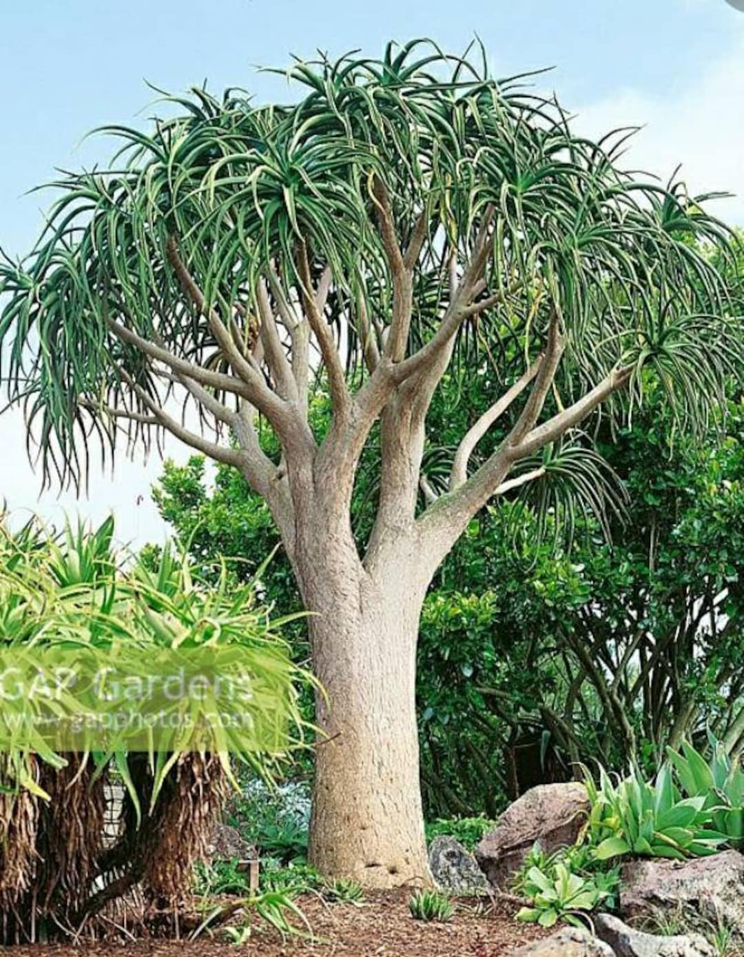 XL Tree Aloe, Aloe Barberae, Aloe Bainesii, Aloe Barberae. African