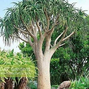 XL Tree Aloe, Aloe Barberae, Aloe Bainesii, Aloe Barberae. African Largest Aloe. rose-pink flowers in Winter. Hardy to 25F. image 1