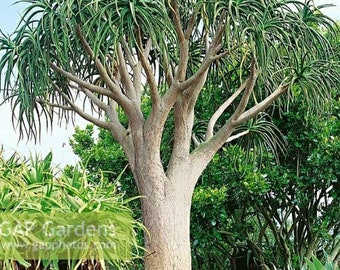 XL Tree Aloe, Aloe Barberae, Aloe Bainesii, Aloe Barberae. African Largest Aloe. rose-pink flowers in Winter. Hardy to 25F.