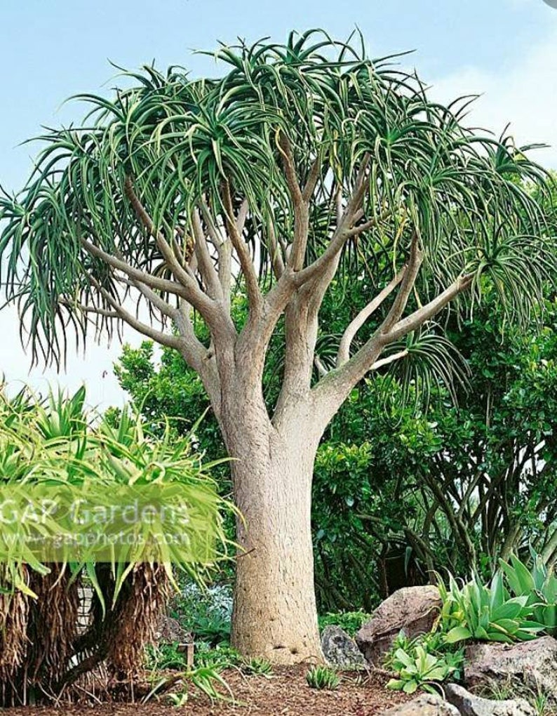 XL Tree Aloe, Aloe Barberae, Aloe Bainesii, Aloe Barberae. African Largest Aloe. rose-pink flowers in Winter. Hardy to 25F. image 1