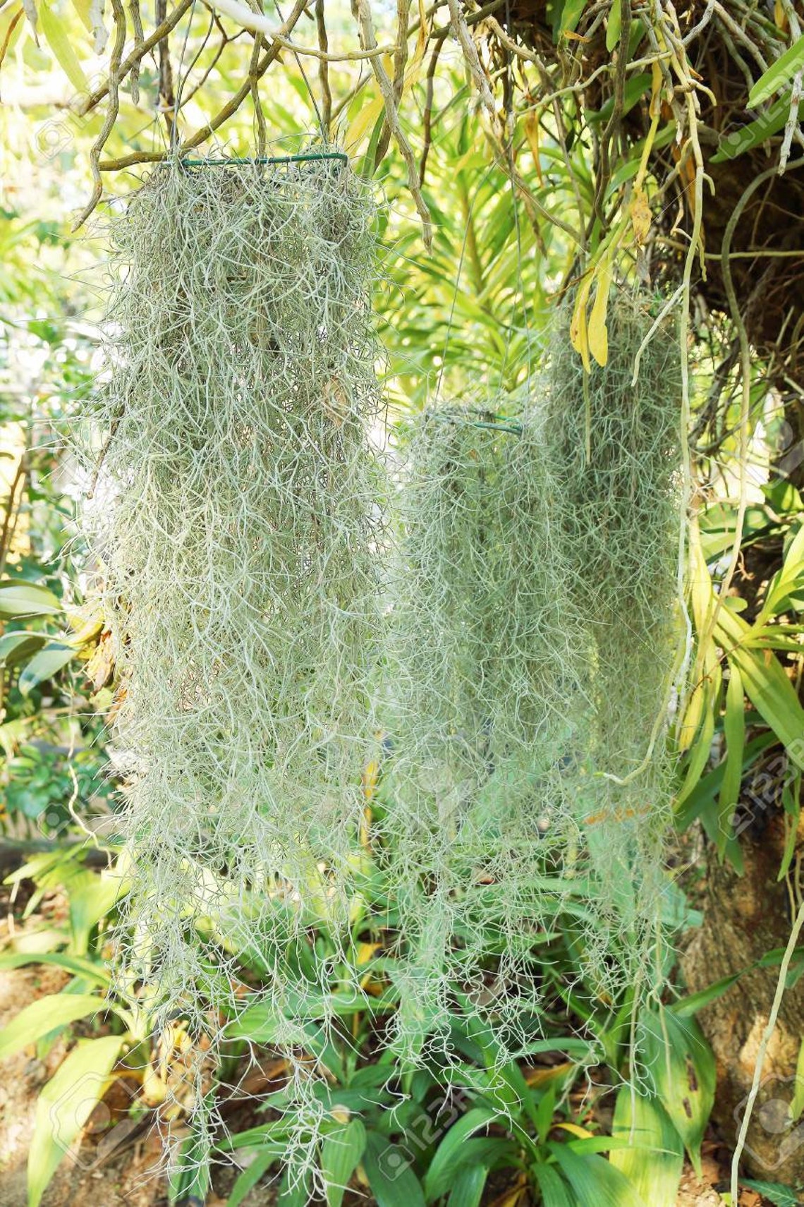 Live Spanish Moss Bromeliad Air Plant Tillandsia EASY CARE - Etsy