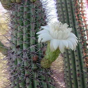 Stenocereus Thurberi, The Organ Pipe Cactus. Grows to 8&quot;tall. Red flesh fruit described as tasting better than watermelon. USDA Zone 9-11