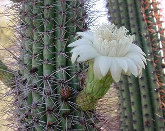 Stenocereus Thurberi, The Organ Pipe Cactus. Grows to 8"tall. Red flesh fruit described as tasting better than watermelon. USDA Zone 9-11