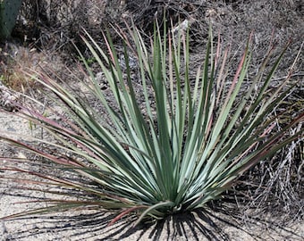 Hesperoyucca Whipplei, Chaparral Yucca, Our Lord's Candle, Quixote Plant, Architectural Accent Plant, Attract Hummingbird. Zone 7-10b