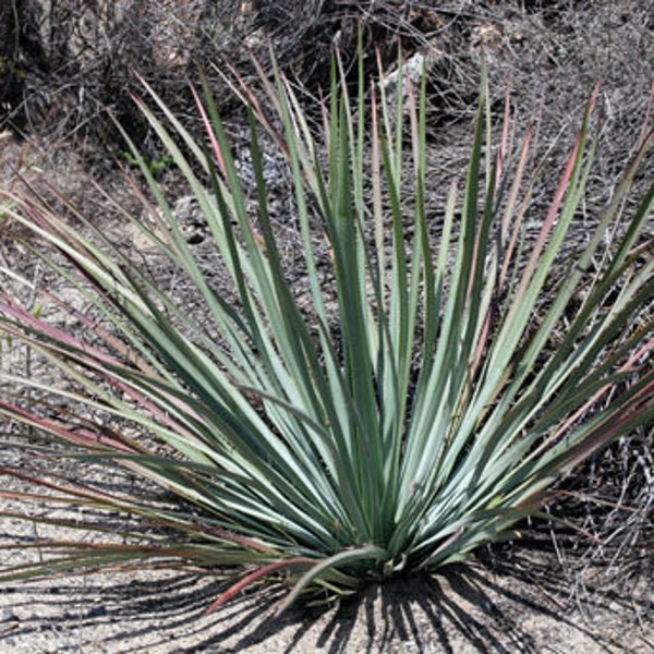 Hesperoyucca Whipplei, Chaparral Yucca, Our Lord's Candle, Quixote Plant, Architectural Accent Plant, Attract Hummingbird. Zone 7-10b