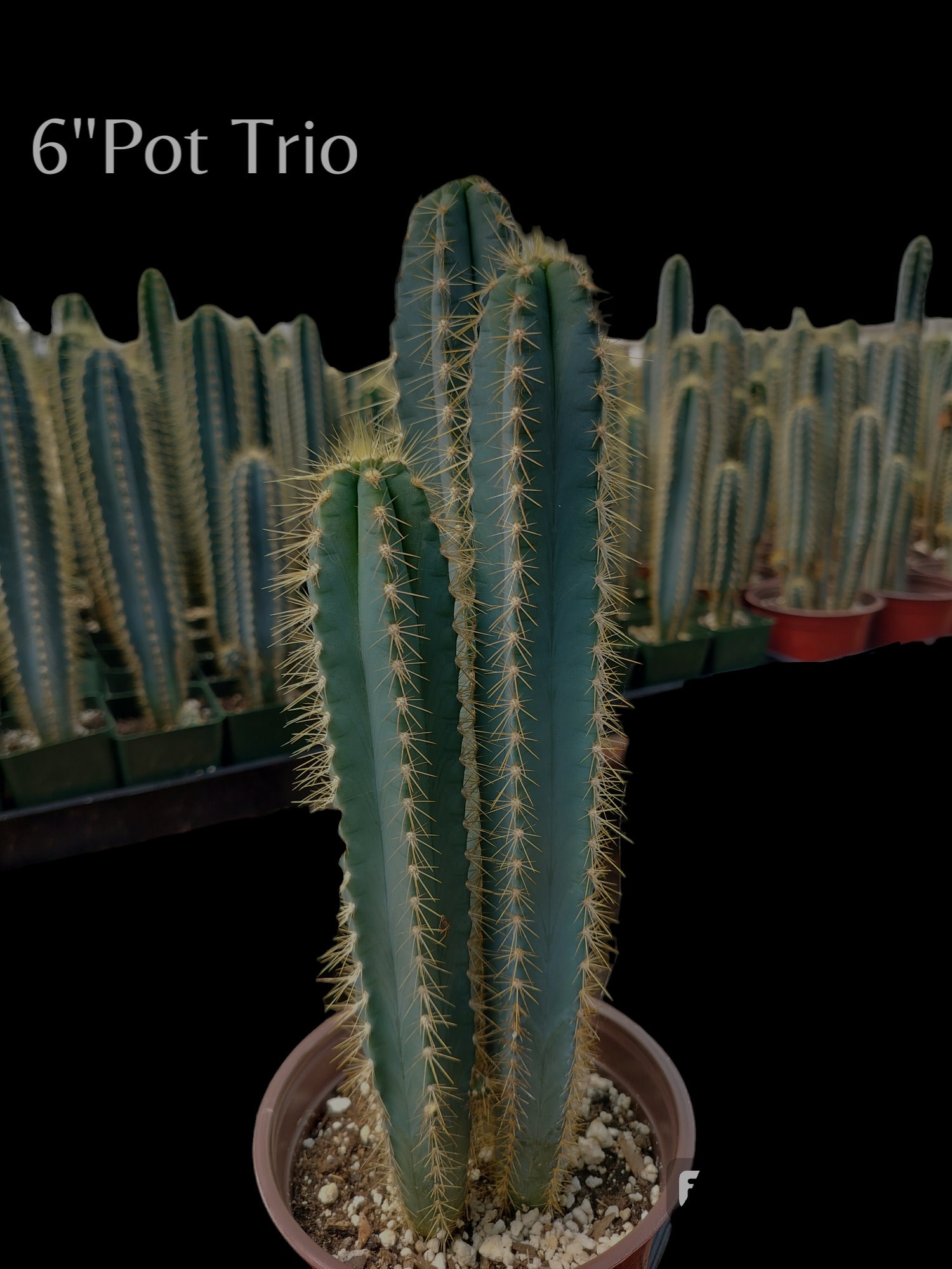 【2024正規激安】 Pilosocereus Hardy Cactus. Torch Blue Brazillian - Azureus アガベ