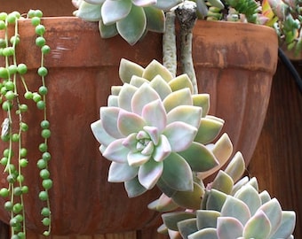 Ghost Plant, Graptopetalum Paraguayense, Mother of Pearl, groundcovers, hanging baskets, containers or spilling over wall. USDA Zone 8-11.