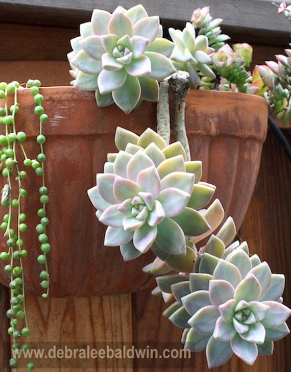 garden flower seeds Bulk Country Garden Flower Seed Mix