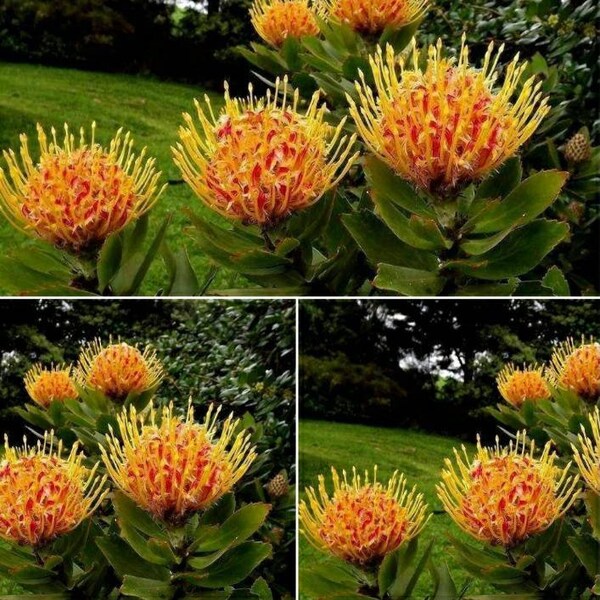 Pincushion Leucospermum 'So Successful', Excellent ornamental spreading shrub, 1-2 Feet Tall, Ship in 1 Gal Pot