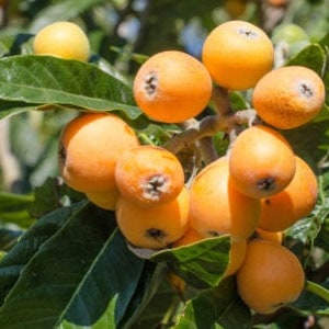Organic Fresh Loquat Leaves,  Seeds & Plant, Eriobotrya Japonica, a subtropical trees that are native to Southeast Asia. USDA Zones 8.