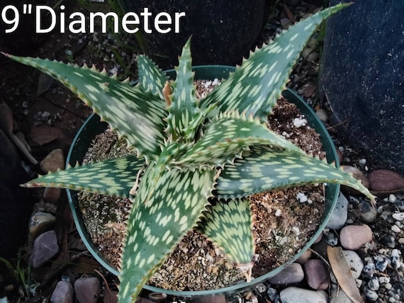 Aloe Harlana, Can Reach up to 20" Long and 6" Wide. Xeriscaping, Desert  Gardens, Rock Gardens & Indoors as a Houseplant. Hardy to 25F - Etsy