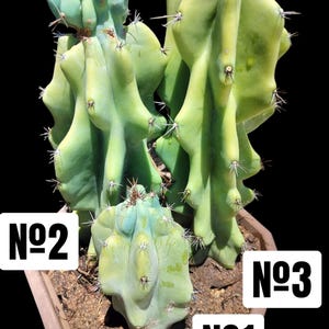 Cereus Monstrosus, collectible oddity of twisted stems, low maintenance plant for high-design containers as a living sculpture. Zone 9