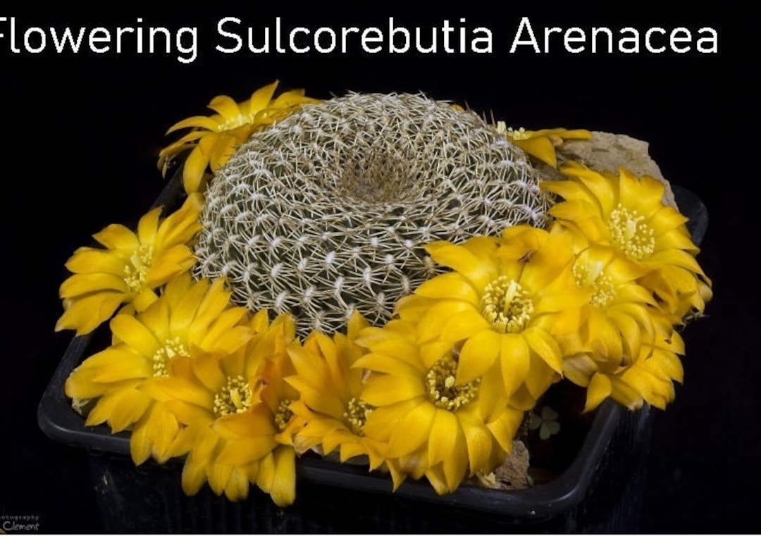 Rebutia Arenacea, Sulcorebutia Arenacea, Perfectly Neat, Symmetrical