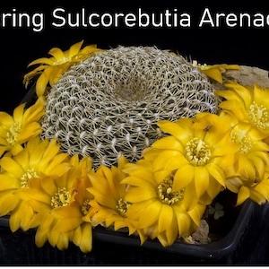 Rebutia arenacea, Sulcorebutia arenacea, perfectly neat, symmetrical pectinate spination, profuse yellowish orange flowers. USDA Zone 10a.