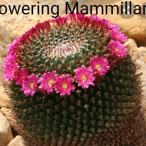 Mammillaria Mystax, Mixtecensis Casoi Bravo, Erythra Rapp. Beautiful Cactus Species a globular cactus grows to 6T & to 8D. USDA Zone 8 image 4