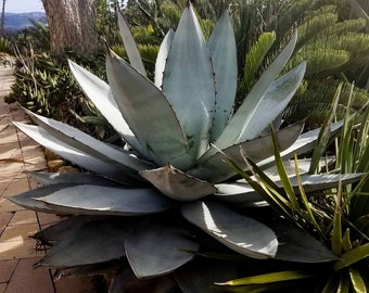 Agave Titanota Black and Blue, Rare Collector Agave. USDA Hardiness Zones 8-11