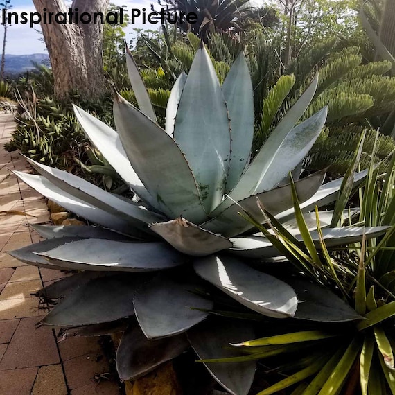 didymos agave Buy Smooth Edge Agave Phoenix, AZ | Agave desmettiana main image 1
