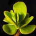 see more listings in the Kalanchoe & Senecio section