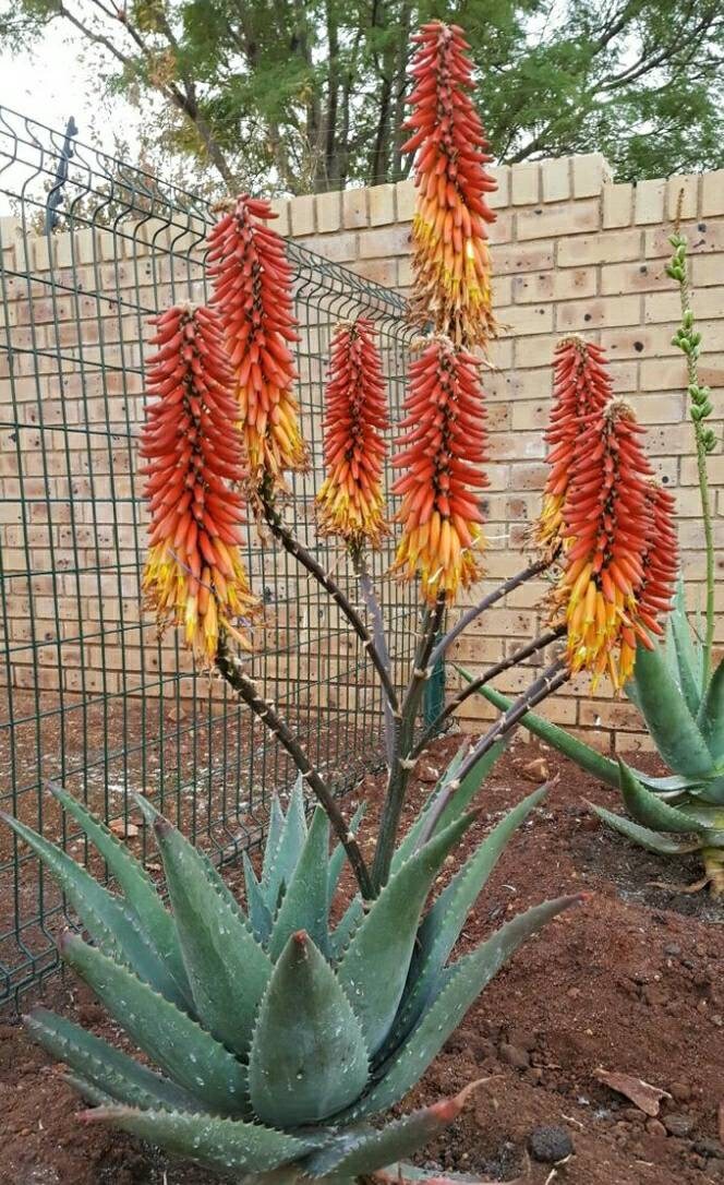ＡＬＯＥです。 Large Aloe Ferox, Cape Aloe, Bitter Aloe. Used to make