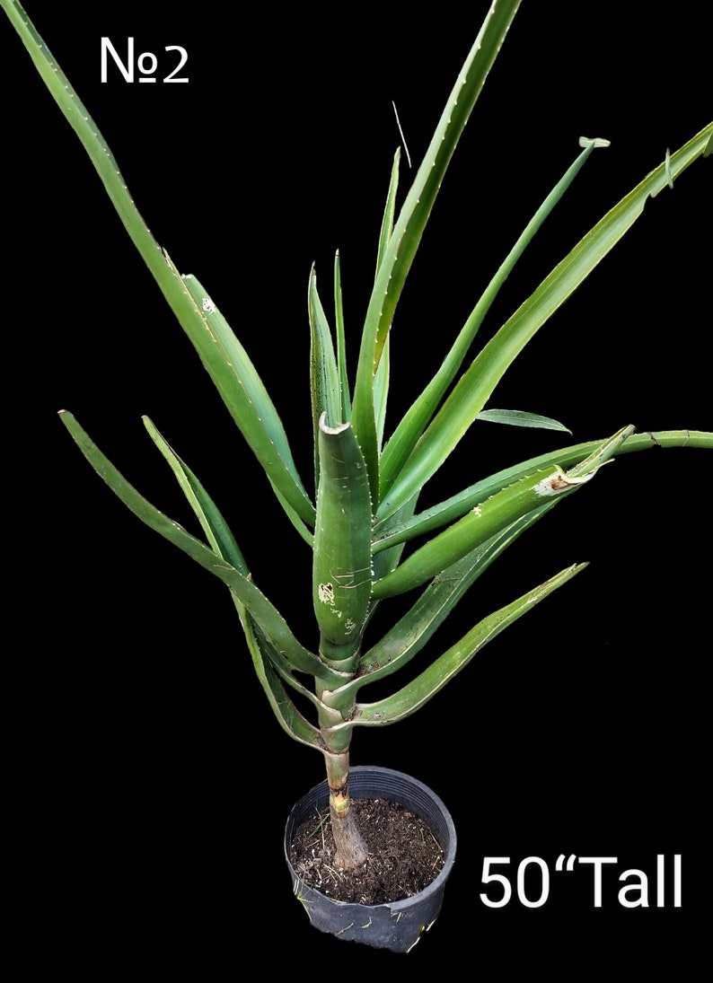 XL Tree Aloe, Aloe Barberae, Aloe Bainesii, Aloe Barberae. African Largest Aloe. rose-pink flowers in Winter. Hardy to 25F. image 10