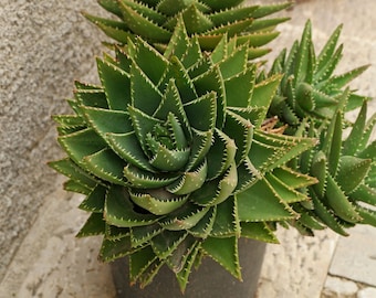 Aloe nobilis, White Tooth Aloe. Flowers attract hummingbirds, bees and butterflies. USDA Zone 9a