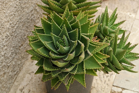 Aloe Nobilis, White Tooth Aloe. Flowers Attract Hummingbirds, Bees and  Butterflies. USDA Zone 9a - Etsy