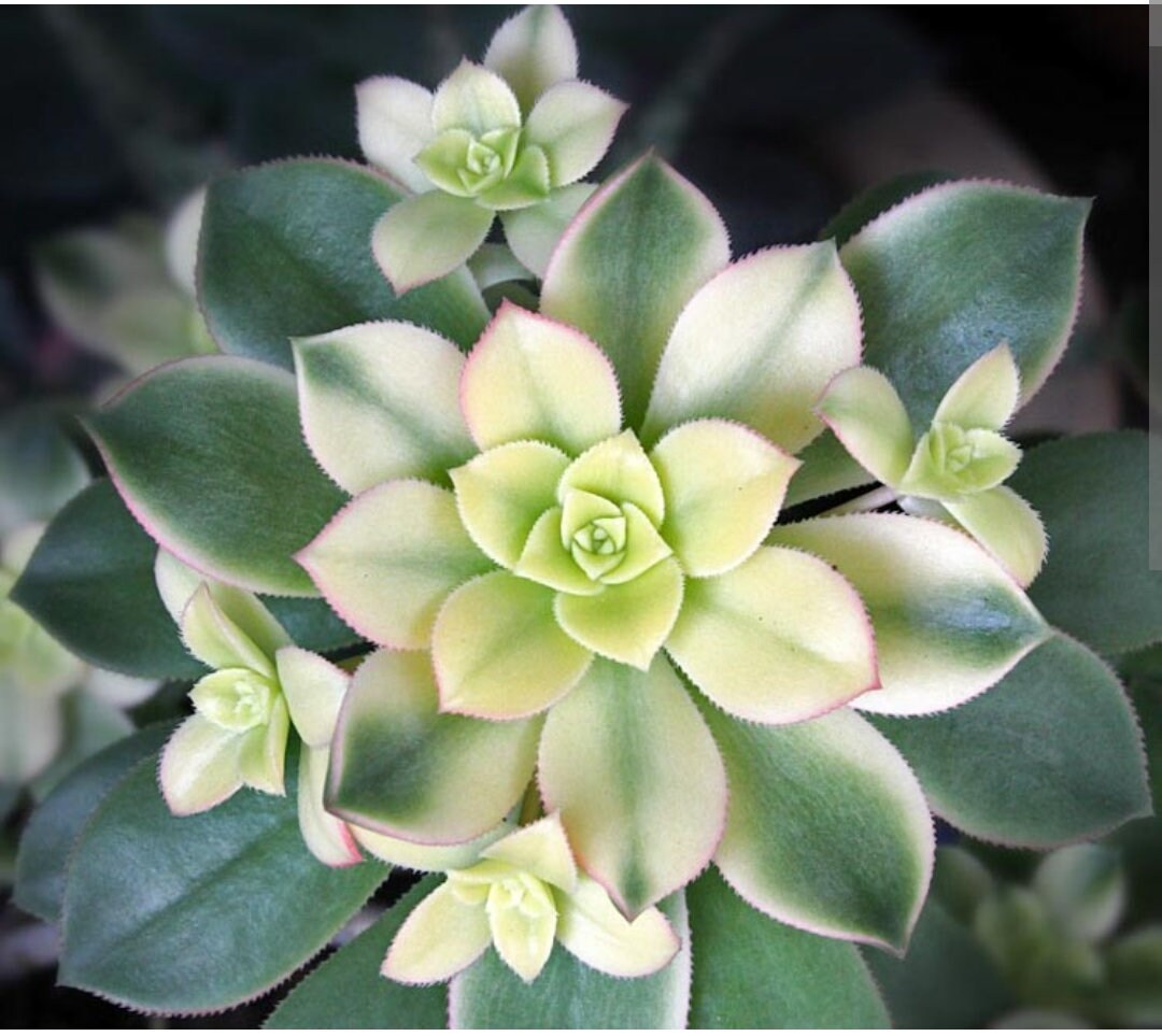 Aeonium Kiwi Decorum, Dream Color, Tree Color, Variegated, Reddish