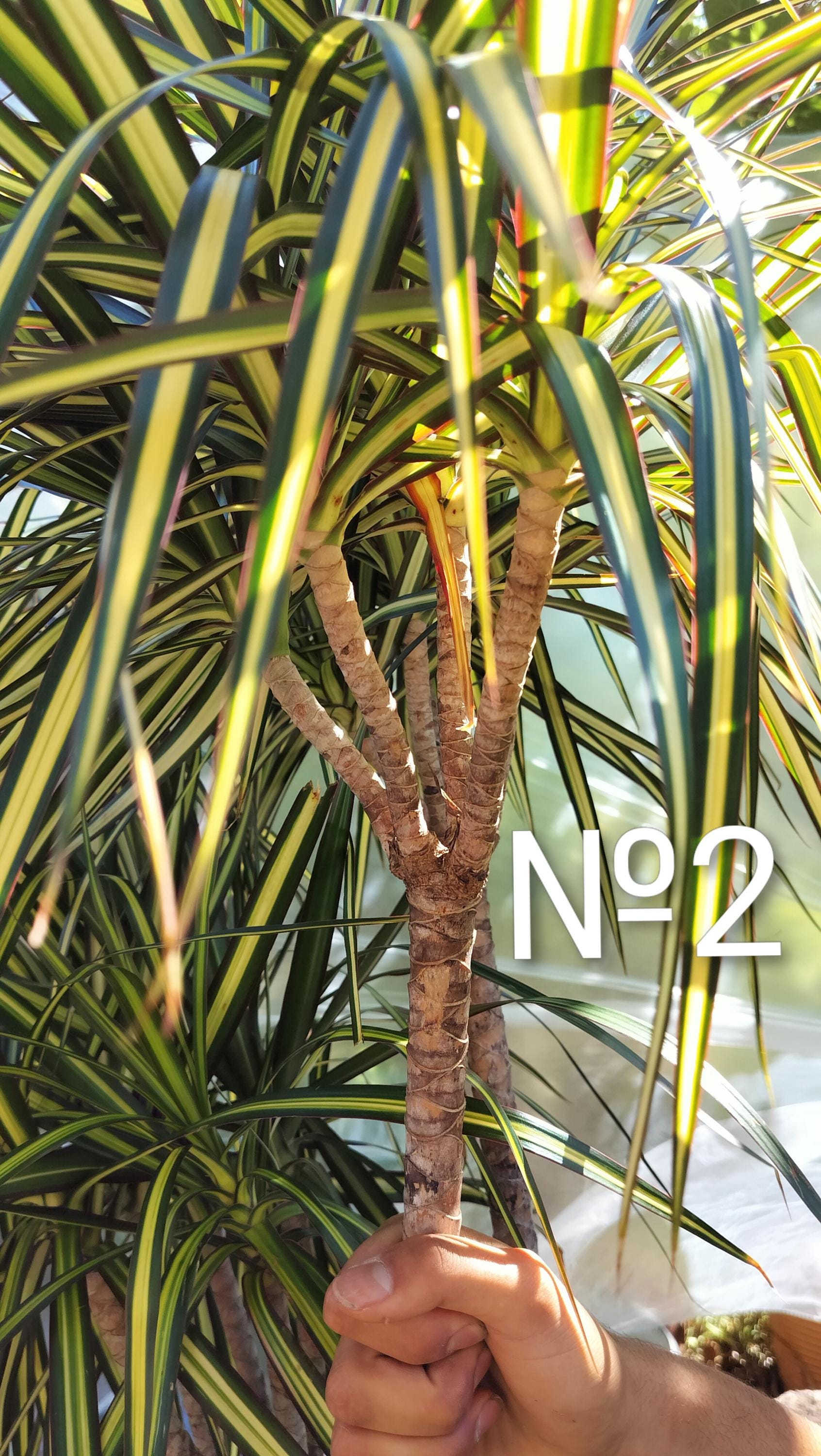glücksfeder standort temperatur Zamioculcas zamiifolia main image 1
