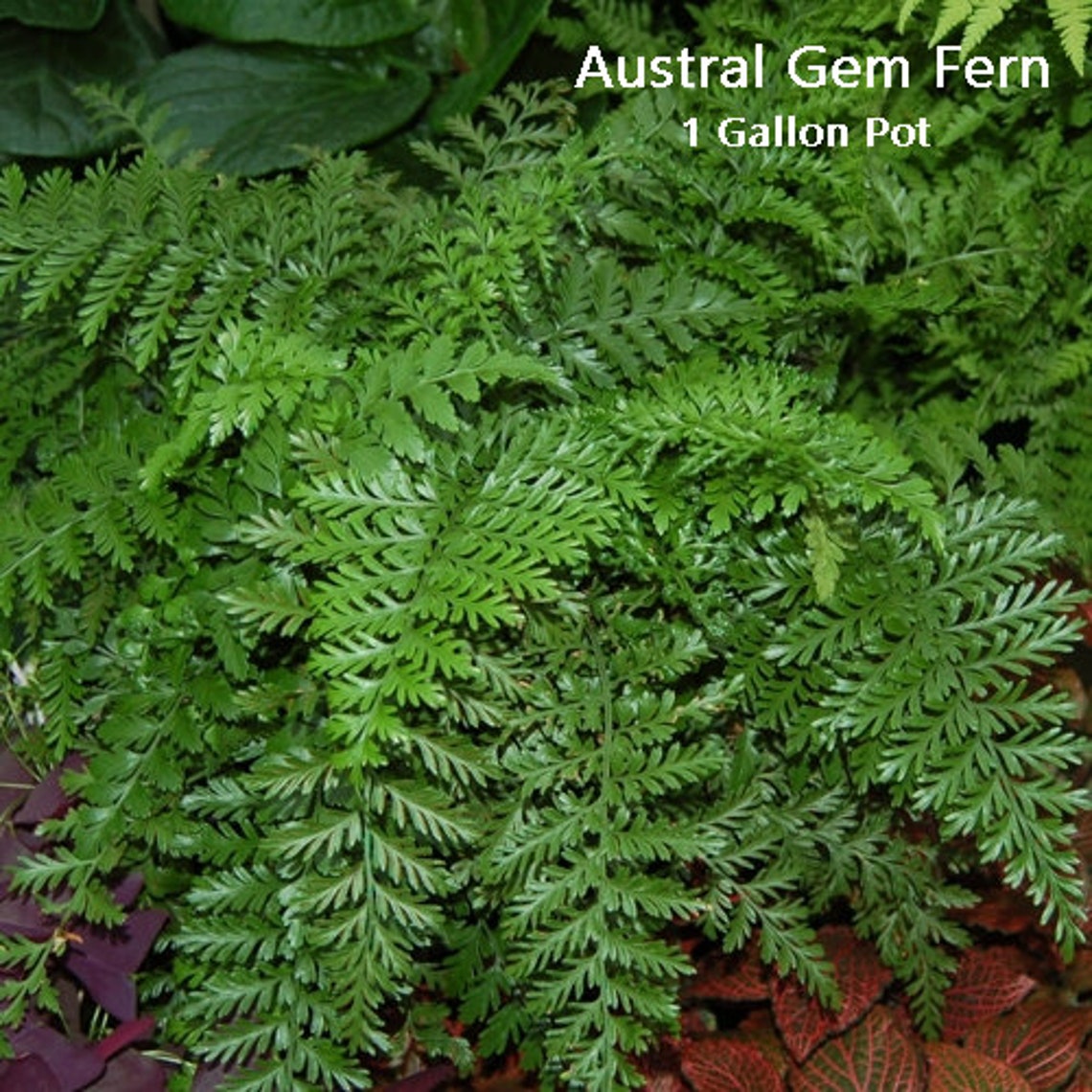 Austral Gem Bird's Nest Fern Asplenium Hybrid Etsy