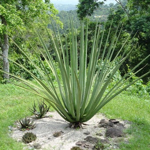 XL Furcraea Macdougallii, Tree Furcraea, MacDougall's Century, Largest Agave, Hardy to 20F image 4