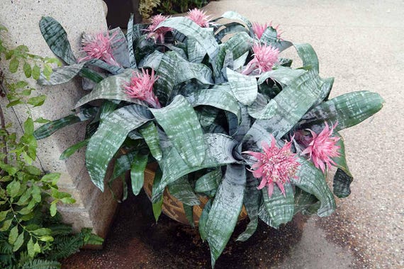 Tropic Torch Aechmea Fasciata, Silver Vase, Urn Plant Bromeliaceae