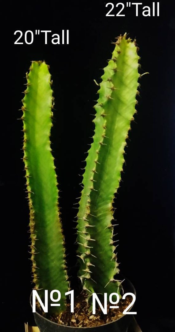 XL Cactus Specimen Chocolate Drop Euphorbia Ingenticapsa, Candelabra,  Cowboy Cactus, Good Luck Cactus. - Etsy