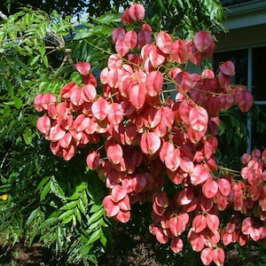 May include: A close-up of a tree branch with clusters of pink, heart-shaped seed pods. The pods are arranged in a cascading pattern, creating a visually appealing display.