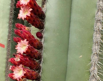 XL Mexican Fence Post Specimen Stenocereus Marginatus, Pachycereus Marginatus, Jarritos, Organo, Chilayo. USDA Zone 9b