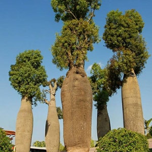 Australian Bottle Tree, Queensland Bottle Tree, Brachychiton Rupestris, beautifully sculptural plant, fast growing Australian tree. Zone 8 image 3