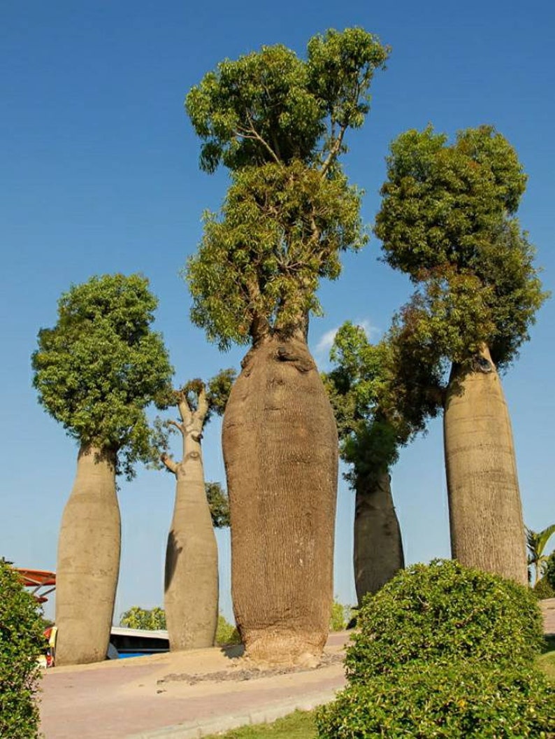 Australian Bottle Tree, Queensland Bottle Tree, Brachychiton Rupestris, beautifully sculptural plant, fast growing Australian tree. Zone 8 image 3