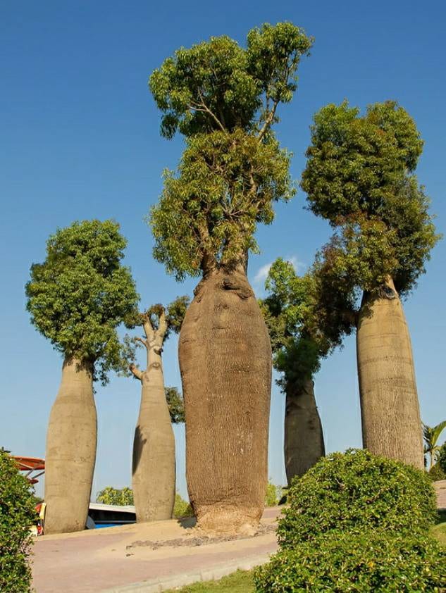 Australian Bottle Tree, Queensland Bottle Tree, Brachychiton
