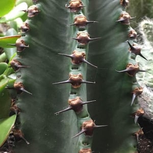 XL Cactus specimen  Chocolate Drop Euphorbia Ingenticapsa,  Candelabra, Cowboy Cactus, Good Luck Cactus.