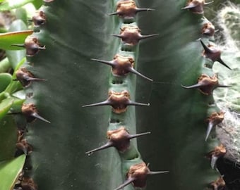 XL Cactus specimen  Chocolate Drop Euphorbia Ingenticapsa,  Candelabra, Cowboy Cactus, Good Luck Cactus.