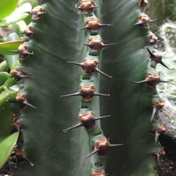warscewiczii calathea Calathea Warscewiczii: Einzigartige und exotische Zimmerpflanze