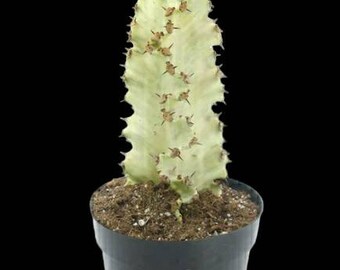 African Golden Candelabra, Variegated Ammak Candelabra, Euphorbia Ammak Variegata, Large cactus that does very well in containers.  Zone 9b.