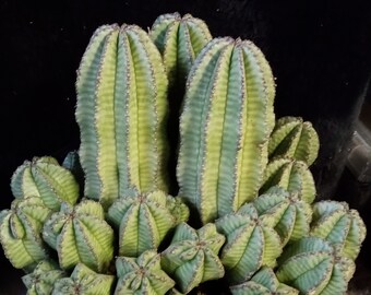 LARGE Euphorbia Polygona var. Anoplia, Tanzanian Zipper Plant. hardy in USDA Zones 9b to 11b.